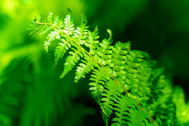 istock A fern leaf is green in sunlight 1421097320