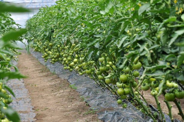 istock Polycarbonate greenhouse for growing tomatoes 1421097325