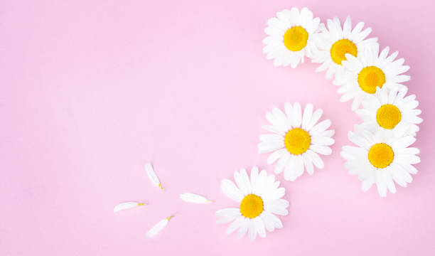 istock Chamomile flowers on a pink background 1421097784