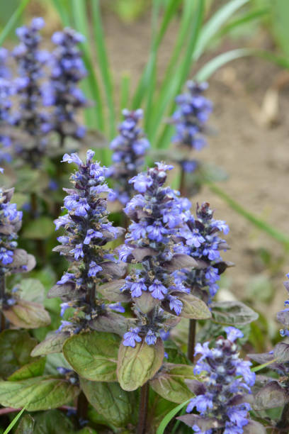 ajuga reptans cresce e floresce em ervas - ajuga - fotografias e filmes do acervo