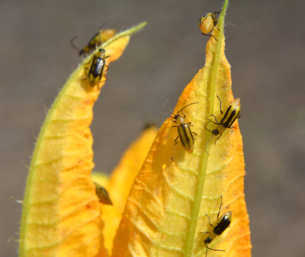 istock On the plant Western corn beetle 1421098929