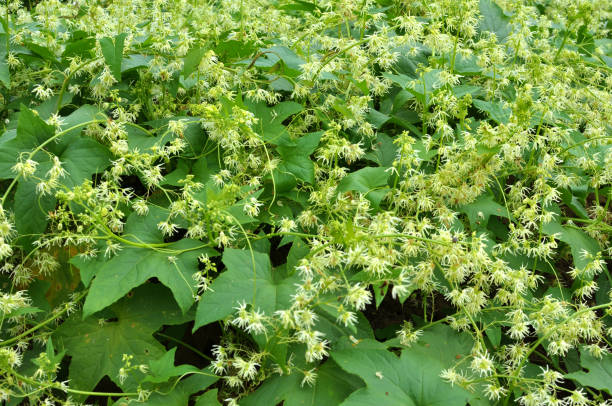 istock In the wild echinocystis lobata grows 1421098991