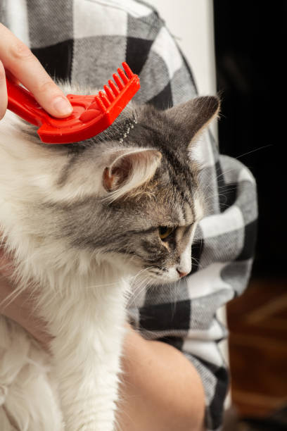 istock woman grooming cat 1421099436