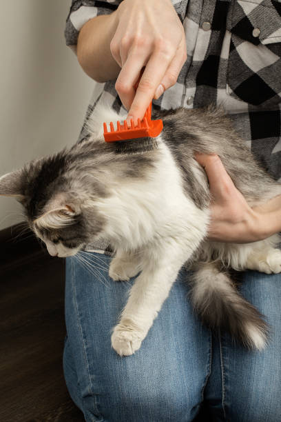 istock woman grooming cat 1421099599