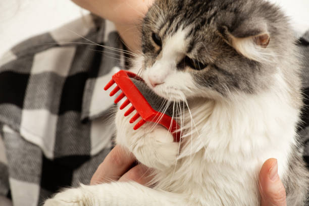 istock woman grooming cat 1421099622