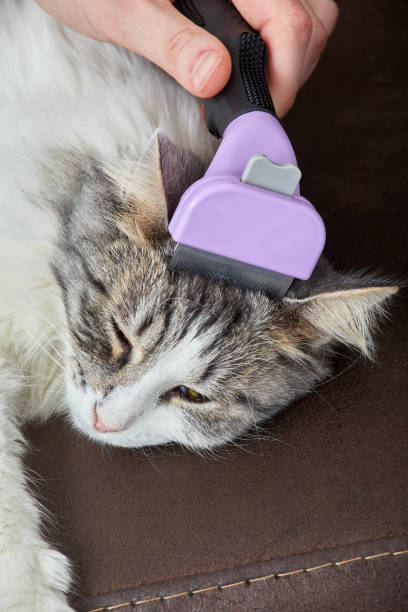 istock woman grooming cat 1421099953