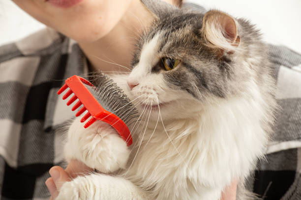 istock woman grooming cat 1421100878