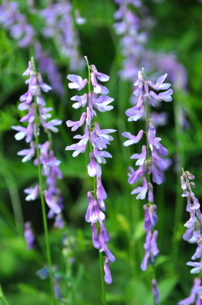 istock In the wild, Vicia tenuifolia blooms 1421100931