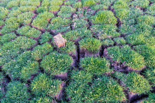 istock Semi-dried natual winder pool 1421101896