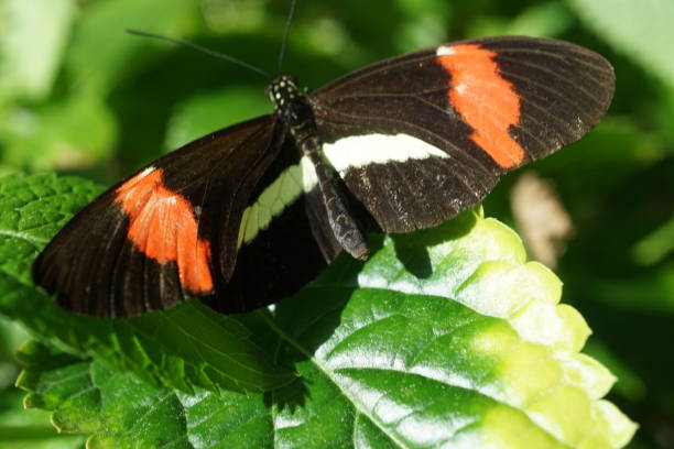 istock Butterflies in Michigan 2019 1421103685