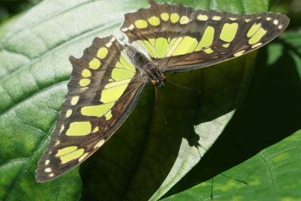 istock Butterflies in Michigan 2019 1421103722