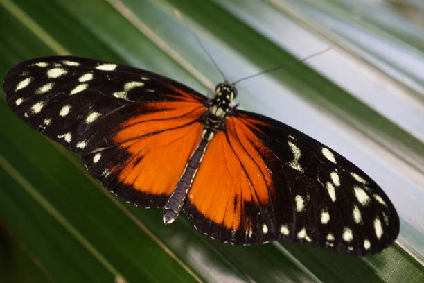 istock Butterflies in Michigan 2019 1421103942