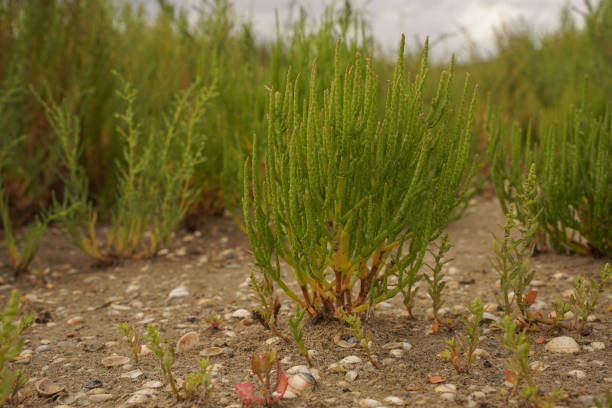 Salicornia europaea - Common Glasswort also known as Marsh samphire Zeekraal, gefotografeerd aan de kust salicornia europaea stock pictures, royalty-free photos & images