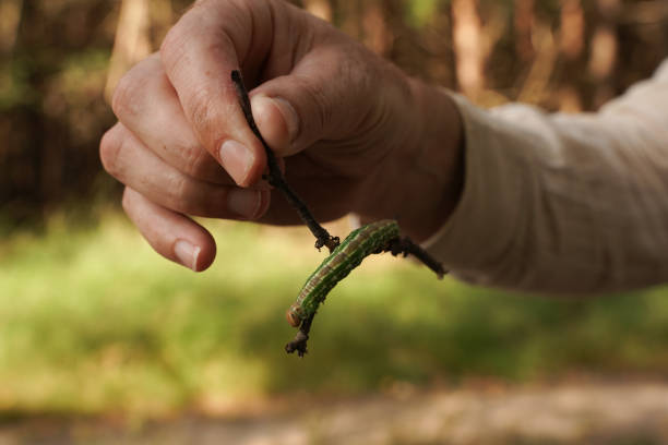 istock The caterpillar of a Sphinx pinastri, the pine hawk-moth 1421106062