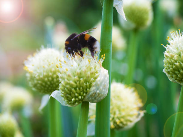 istock A bumblebee collects nectar from an onion flower 1421110105