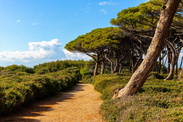 istock The Lerins Islands 1421110300