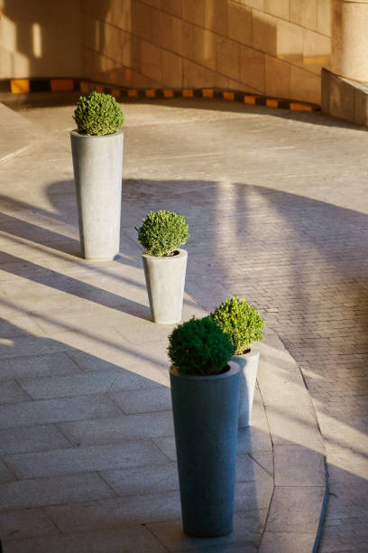 istock boxwood planted in pots outdoors, ornamental shrub 1421112488