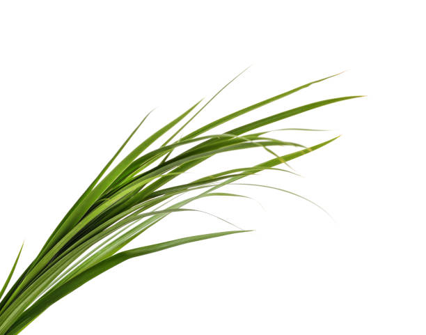istock Bunch of green grass. 1421114014