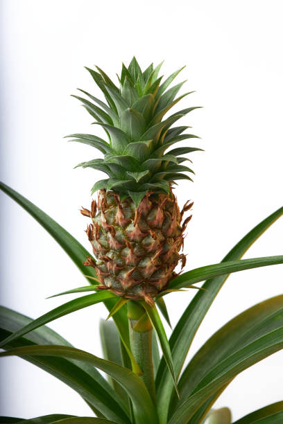 istock pineapple bromeliad plant growing with small fresh pineapple fruit on it indoors. Ananas comosus 1421114058