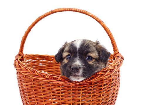 Puppy in a basket isolated on a white background.