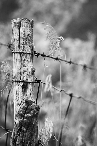 Country barbed wire wooden fence post