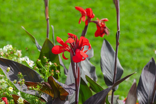 Canna generalis red flowers bloom in the garden