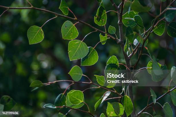 Closeup Of Aspen Leaves Stock Photo - Download Image Now - Leaf, Aspen Tree, Colorado