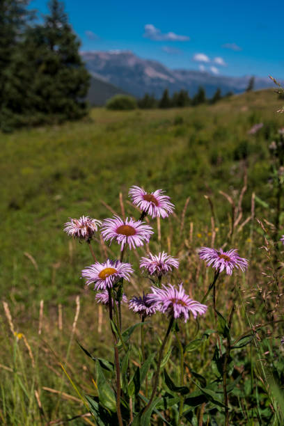 Pine trees, grasses, flowers, and distant mountains make this mountain pass a beautiful place to be in the summer. Image captured on Boreas Pass just outside of Breckenridge, Colorado.  Breckenridge ski resort is in the background.