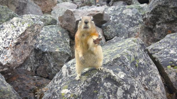 machanie witam - groundhog animal animal behavior beauty in nature zdjęcia i obrazy z banku zdjęć