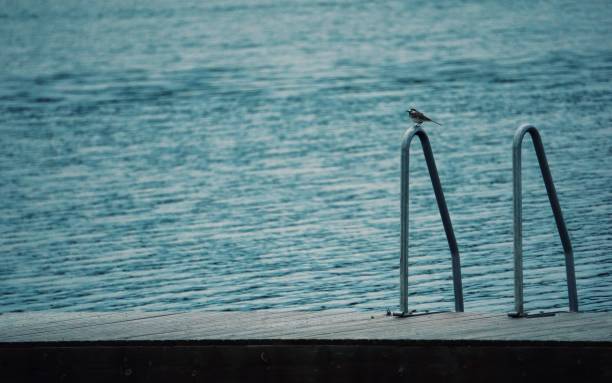 Kingfisher has spotted something overhead from his perch on a riverside fence