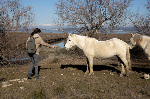 Woman Hiker Offering a Carrot to a Wild Camargue Horse on Delta of River Soca Isonzo in Italy