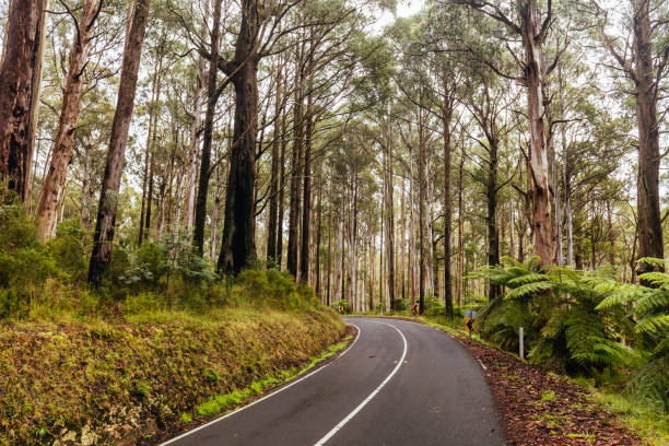 istock Woods Point Rd Drive in Victoria Australia 1421122252