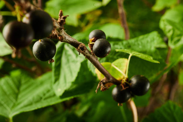 istock blackcurrant on the branches of bushes berries 1421122379