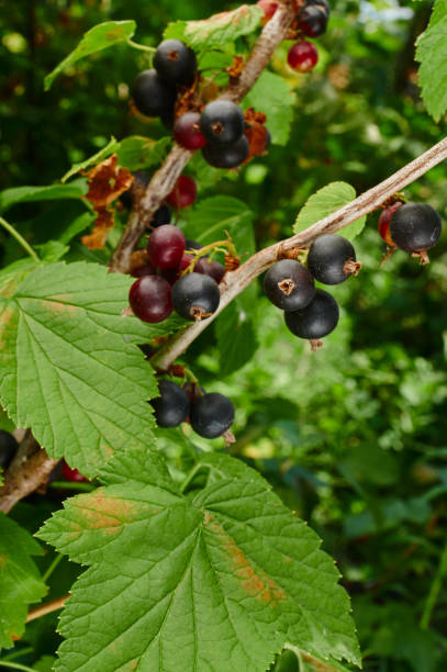 istock Ripe berry currant on a branch of a bush 1421122852