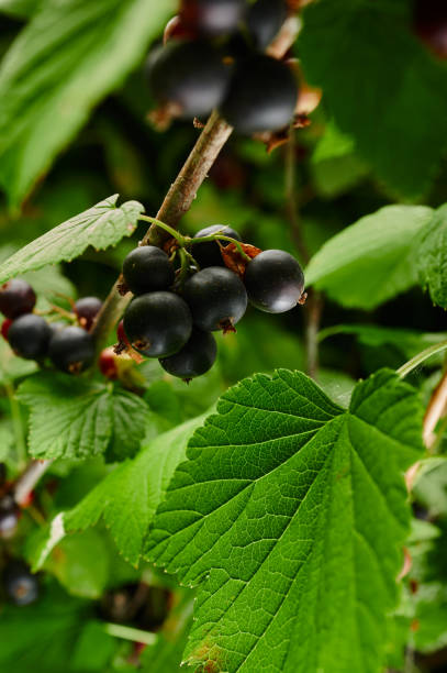 istock Ripe berry currant on a branch of a bush 1421123056