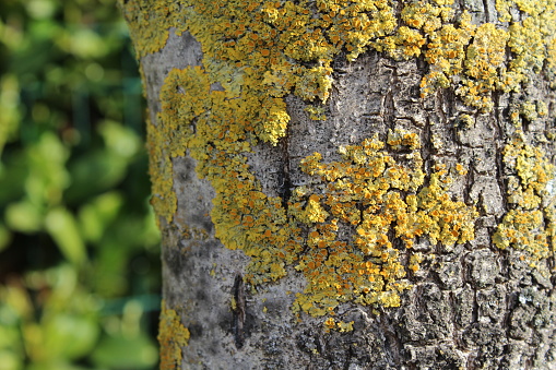Yellowish lichens grow on the bark of a tree.
