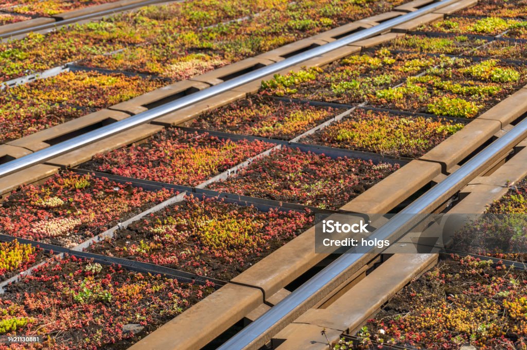 Manchester United Kingdom Deansgate-Castlefield tram stop close view of succulents on the new tracks 2020 - 2029 Stock Photo