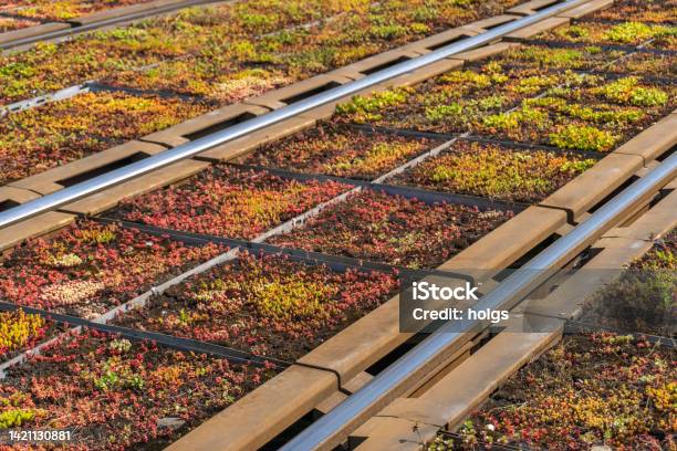 Manchester United Kingdom Deansgatecastlefield Tram Stop Close View Of Succulents On The New Tracks Stock Photo - Download Image Now