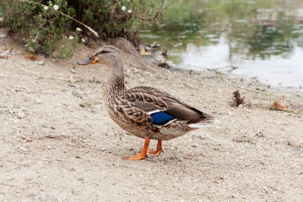 A male wild duck on the bank of a pond stock photo