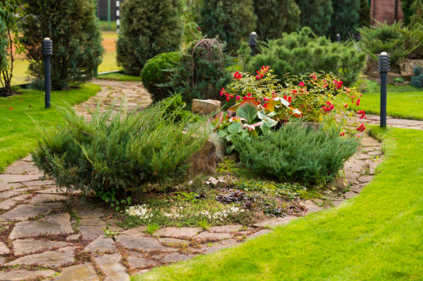 istock juniper bushes fir trees path in landscape design 1421131681