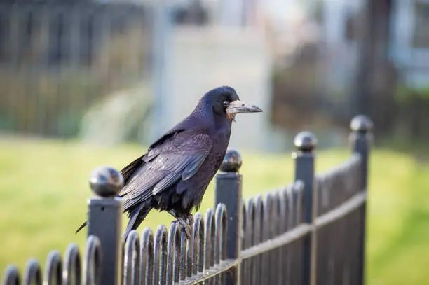 The large crow posing on a black metal fence.