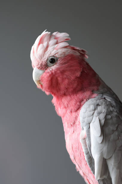 galah, eolophus roseicapilla, znany również jako różowo-szary kakadu lub kakadu różasty - kakadu australia kakadu national park northern territory zdjęcia i obrazy z banku zdjęć