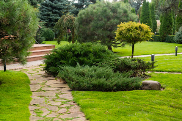 istock juniper bushes fir trees path in landscape design 1421133977