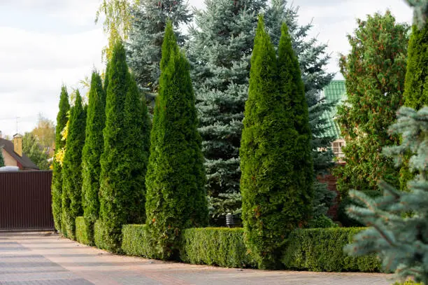Decorative evergreen trees, arborvitae and junipers and boxwood in the landscape design