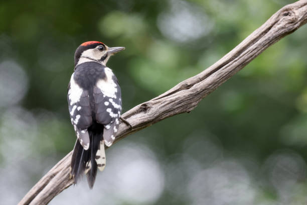 istock Closeup of a Great spotted woodpecker (Dendrocopos major) sitting on tree 1421135047