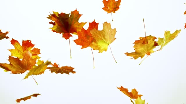 Super slow motion of falling autumn maple leaves isolated on white background.