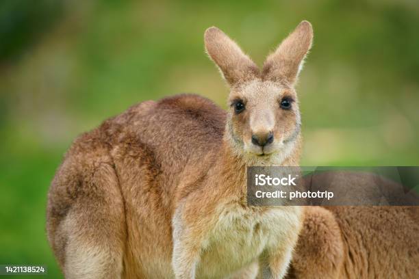 Eastern Grey Kangaroo On Meadow Very Cute Animal With Baby With Green Background Australian Wildlife Queensland Brisbane Brown Pouched Mammal Marsupial Stock Photo - Download Image Now