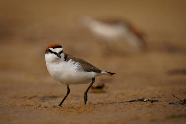 rotkappenregenpfeifer (charadrius ruficapillus) ein kleiner watvogel, küstenvogel am strand. kleiner wasservogel mit rotem ingwerkopf mit orangefarbenem hintergrund - charadrius stock-fotos und bilder