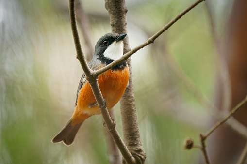 Rufous Whistler (Pachycephala rufiventris) in Queensland, Australia. Beautiful colorful australian bird with orange red breast and belly in the forest with beautiful background.