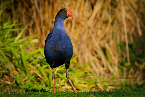 Australasian swamphen (Porphyrio melanotus), a beautiful interesting wetland bird. Colorful bird, blue with red beak with nice green and orange background photographed in the evening sun.